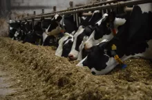 obora wolnostanowiskowa, krowy