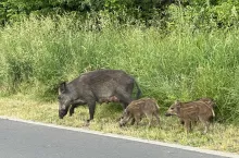 Dziki wybiegające na drogę z krzaków