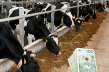 Pieniądze na tle krów, które jedzą paszę w oborze