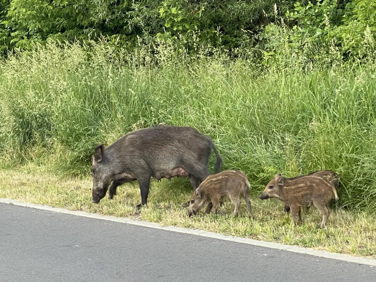 Dziki wybiegające na drogę z krzaków