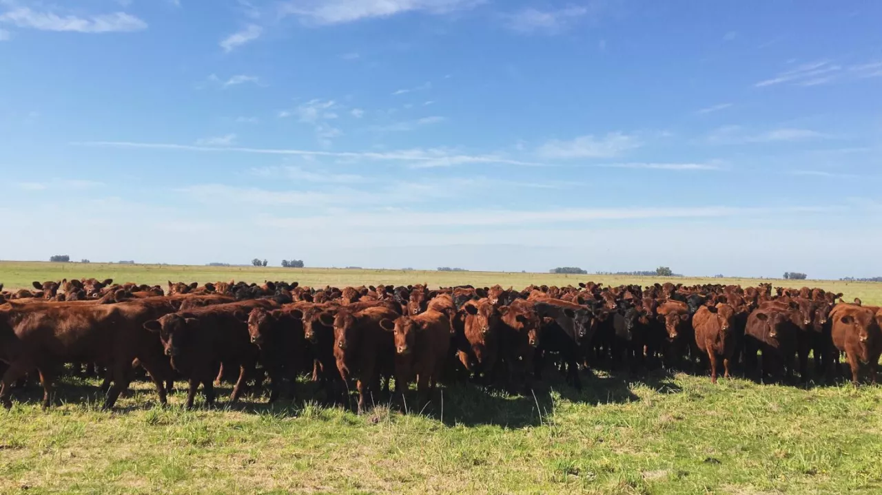 Stado bydła mięsnego rasy Aberdeen Angus Red i Black na pastwiskach Pampa Húmeda w Argentynie.
