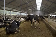 Krowy mleczne w oborze