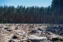 wylesianie EUDR, rozporządzenie EUDR