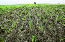 Pszenica z późnego siewu przed spoczynkiem zimowym