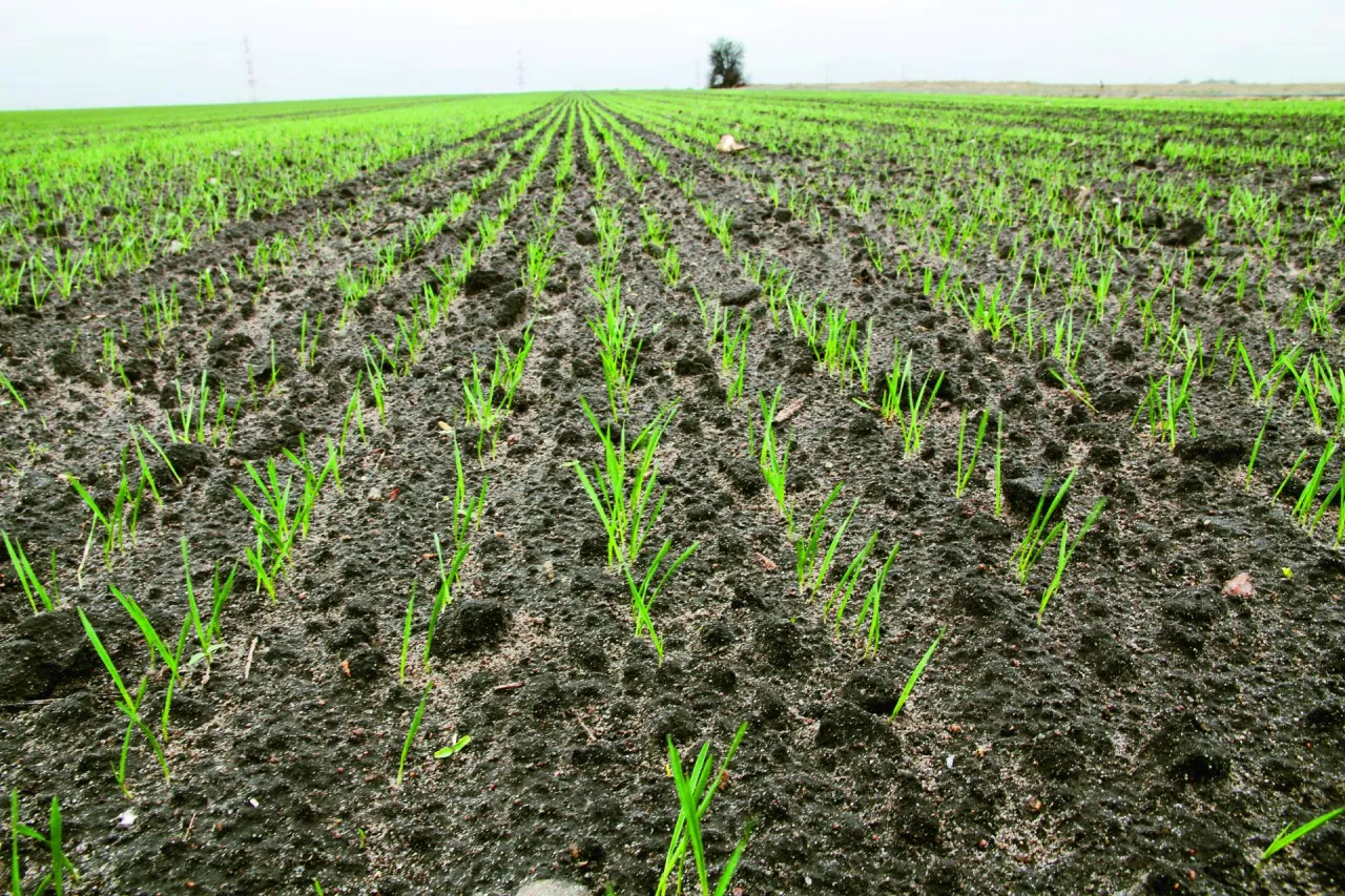 Pszenica z późnego siewu przed spoczynkiem zimowym