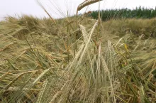 Jęczmień jary przed zbiorem