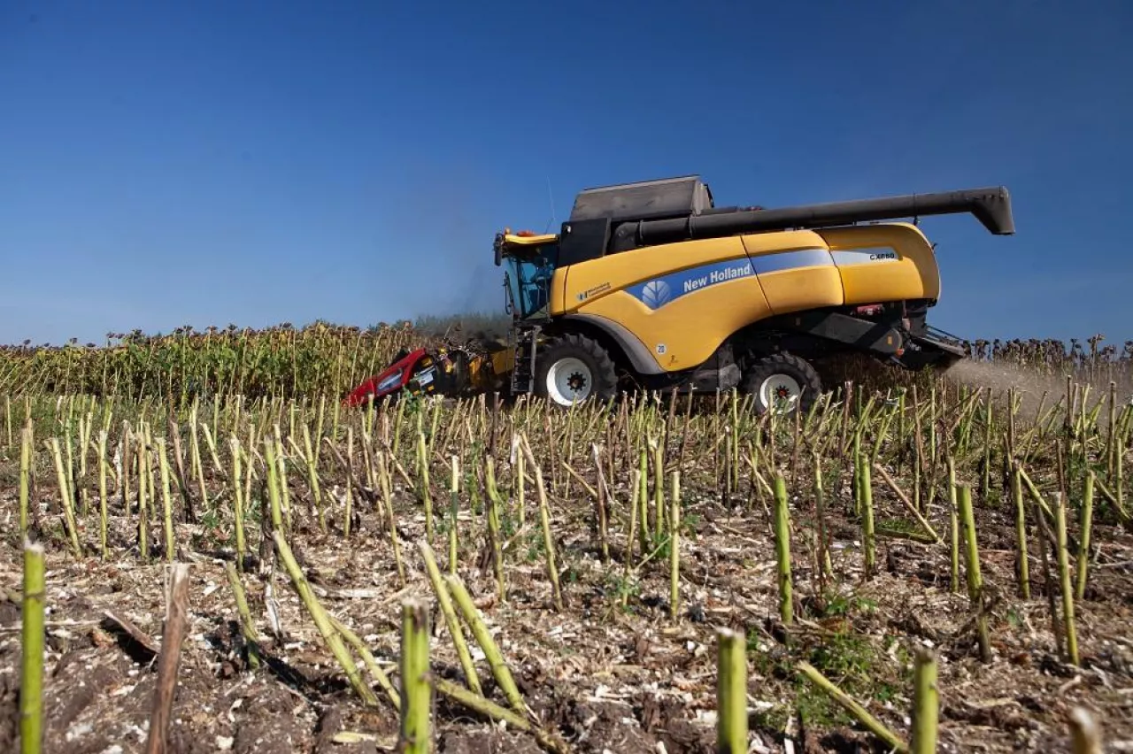 Kombajn New Holland z hederem do słonecznika podczas zbioru dojrzałych roślin. Na pierwszym planie widać ścięte łodygi i suchą glebę po przejazdach maszyny.