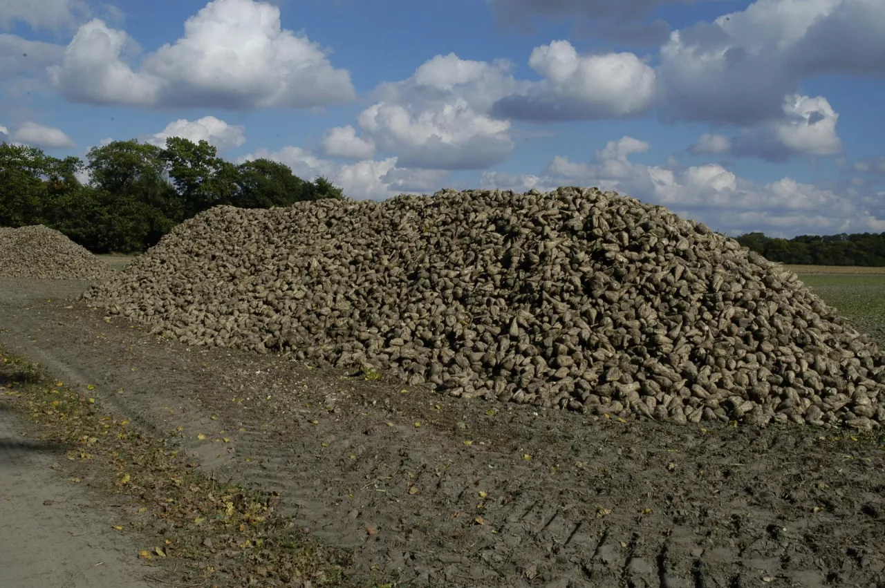 pryzma, buraki, buraki cukrowe, odbiór buraków