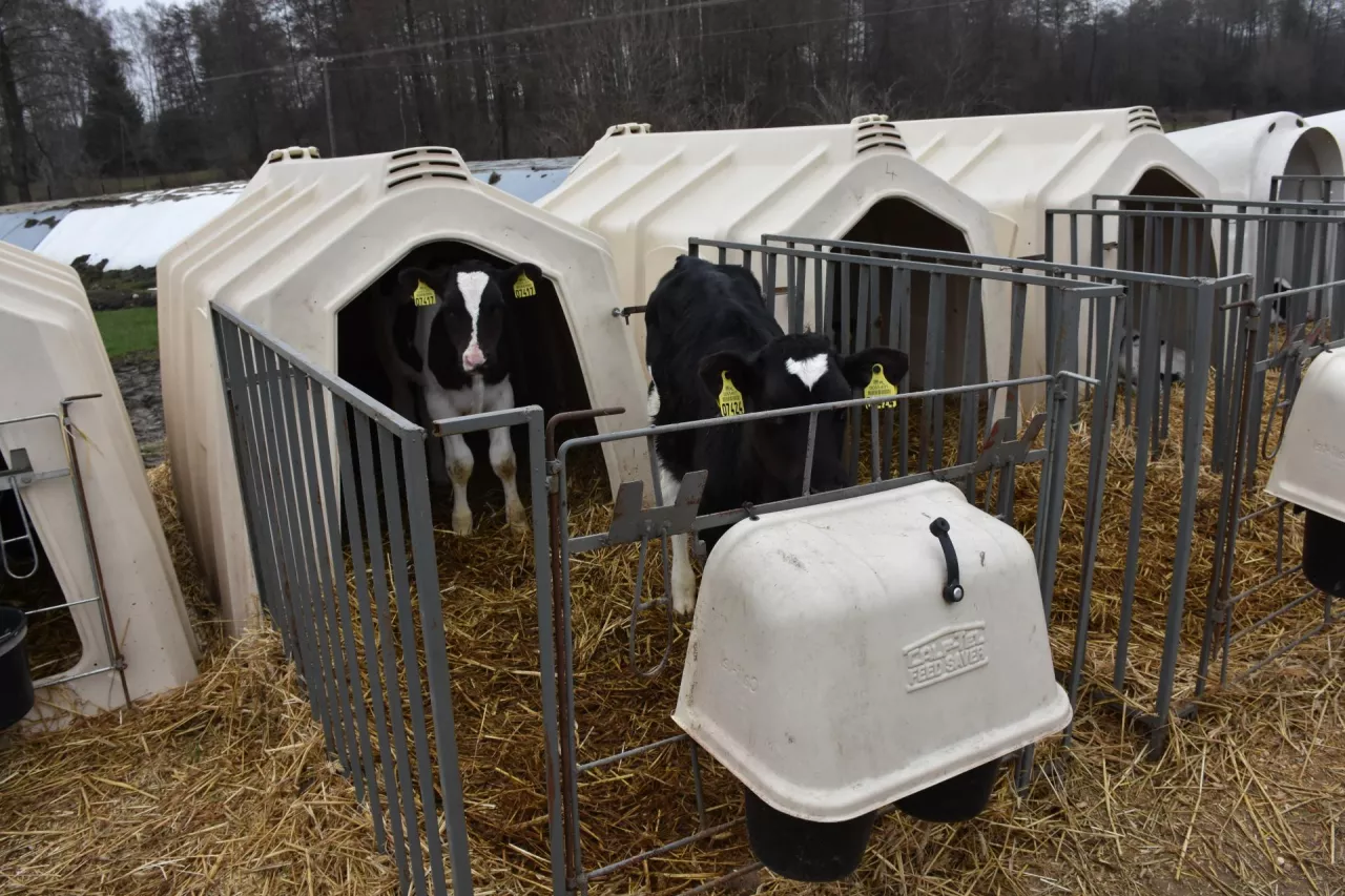 Odchów cieląt w budkach typu igloo Calf-Tel