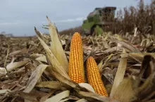Suszenie kukurydzy w tym roku odbywa się znacznie większym kosztem.