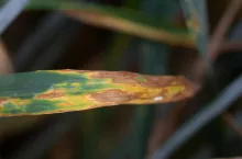 Septorioza paskowana liści pszenicy