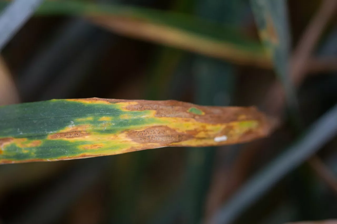 Septorioza paskowana liści pszenicy