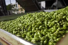 chmiel, produkcja chmielu, szyszki chmielu