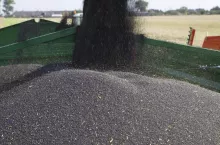 sypiący się rzepak