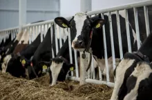 bydło mleczne w oborze