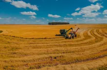 Kombajn podczas zbioru pszenicy na rozległym polu. Przeładunek ziarna do przyczepy transportowej w trakcie pracy. Krajobraz wielkotowarowej produkcji roślinnej.