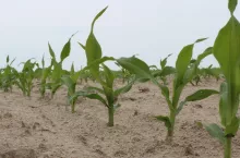 Błąd w nawożeniu kosztuje plon. Te składniki wzajemnie się blokują