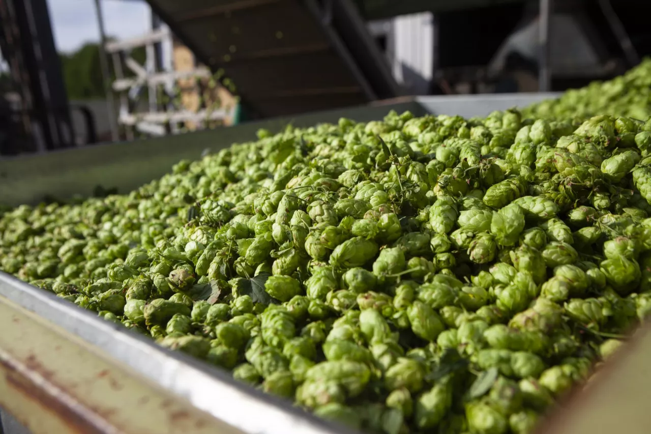 chmiel, produkcja chmielu, szyszki chmielu
