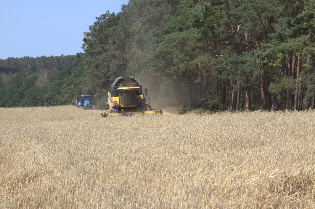 Koszenie zboża przy lesie