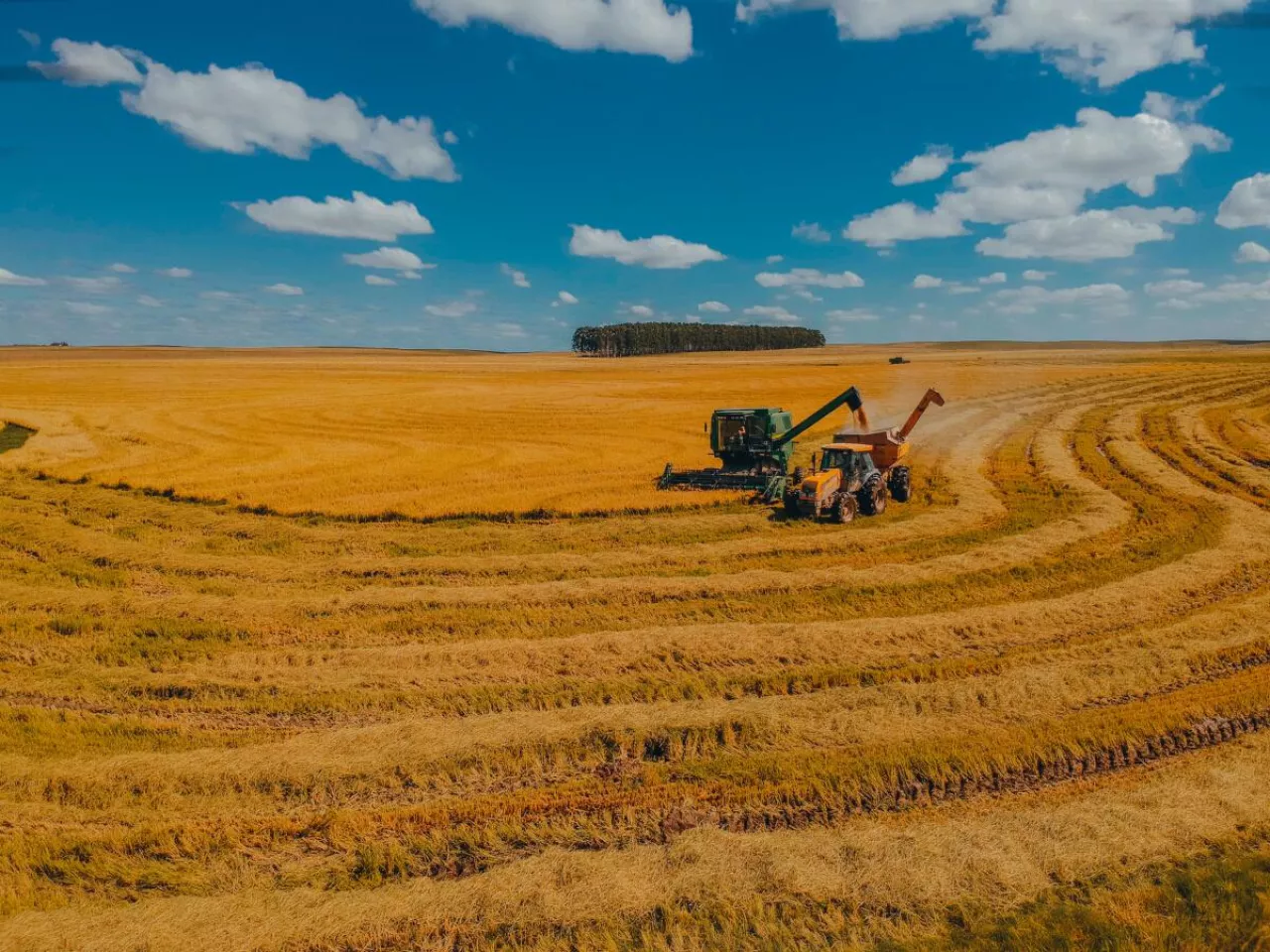 Kombajn podczas zbioru pszenicy na rozległym polu. Przeładunek ziarna do przyczepy transportowej w trakcie pracy. Krajobraz wielkotowarowej produkcji roślinnej.