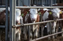 bydło stoi w zagrodzie na tereneie gospodarstwa rolnego