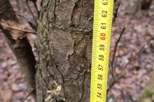 Szukaj na drzewach larw i gąsienic. Teraz możesz ograniczyć szkodniki