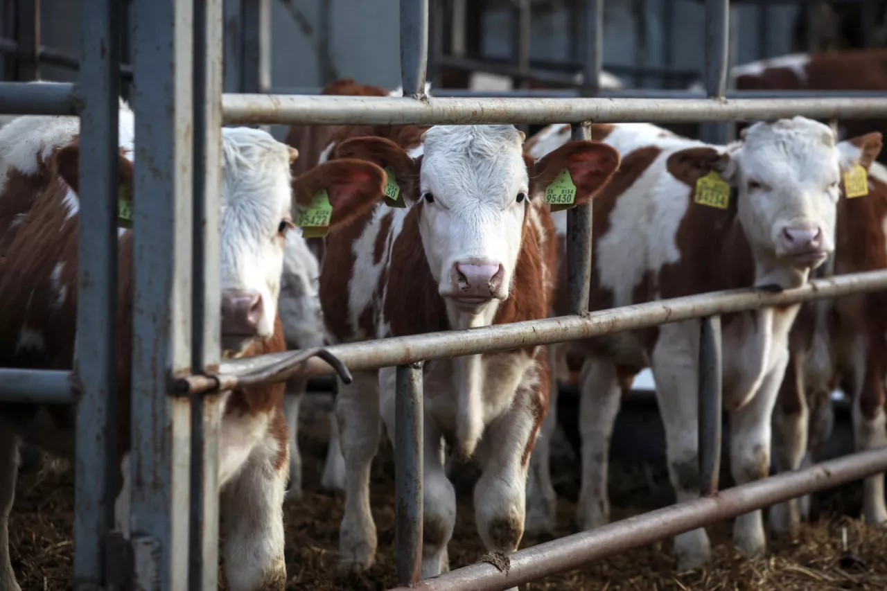 bydło stoi w zagrodzie na tereneie gospodarstwa rolnego