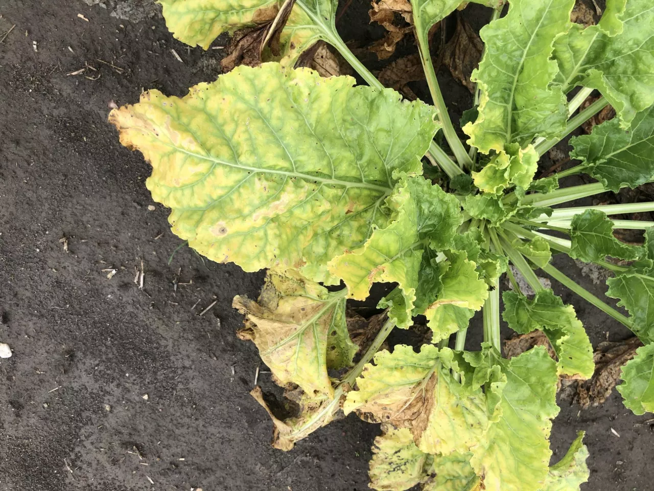 SBR syndrome basses richesses 