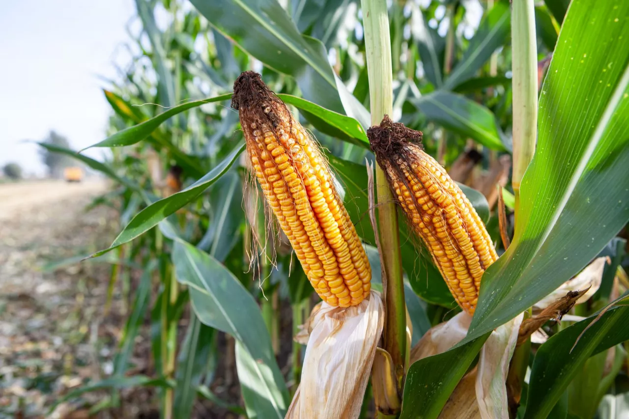 kukurydza, odmiana kukurydzy