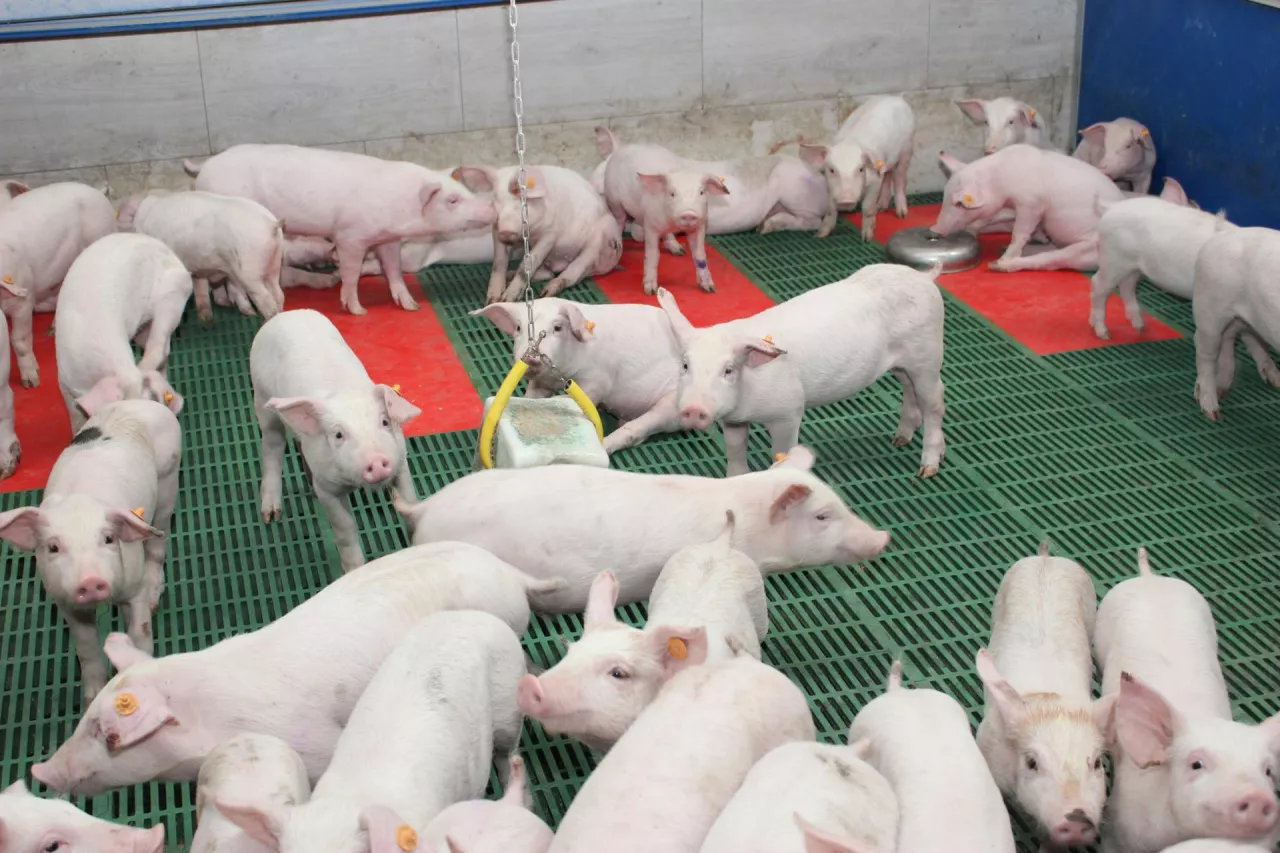 prosięta odsadzone w odchowalni