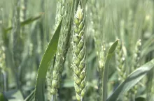 pszenica kwitnienie