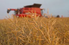 rzepak koszony o zachodzie słońca