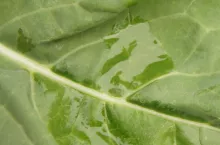 adiuwanty, liść, stosowanie adiuwantów