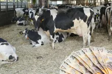 Co kryje się za spadkiem cen mleka w skupie? 