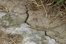 susza, susza rolnicza
