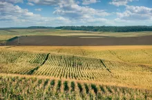 Pole kukurydzy na pofałdowanym polu