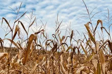 Kukurydza na polu uprawnym, zaschnięte liście i wiechy roślin w końcowym etapie sezonu. Zdjęcie ilustracyjne do materiału o nowych zasadach dotyczących roślin NGT w Unii Europejskiej.