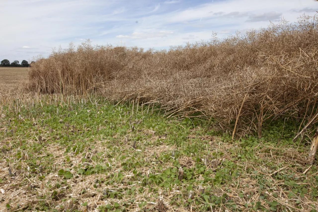 Odrosty rzepaku po gradobiciu