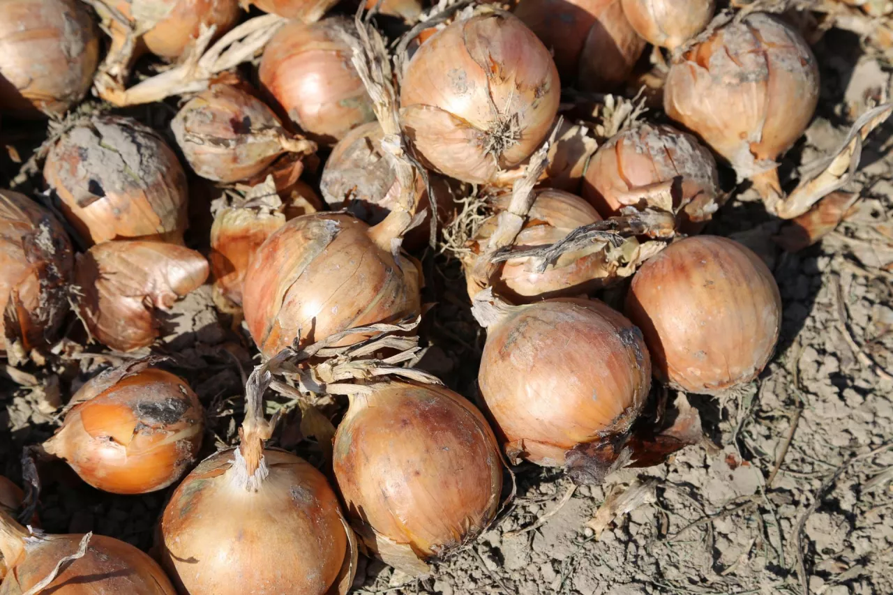 cebula, pole, uprawa cebuli