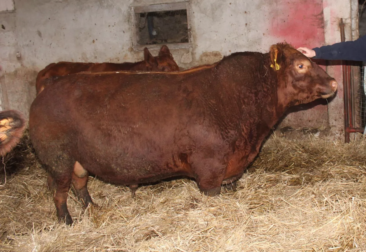 buhaj rasy Angusy kanadyjskiw oborze