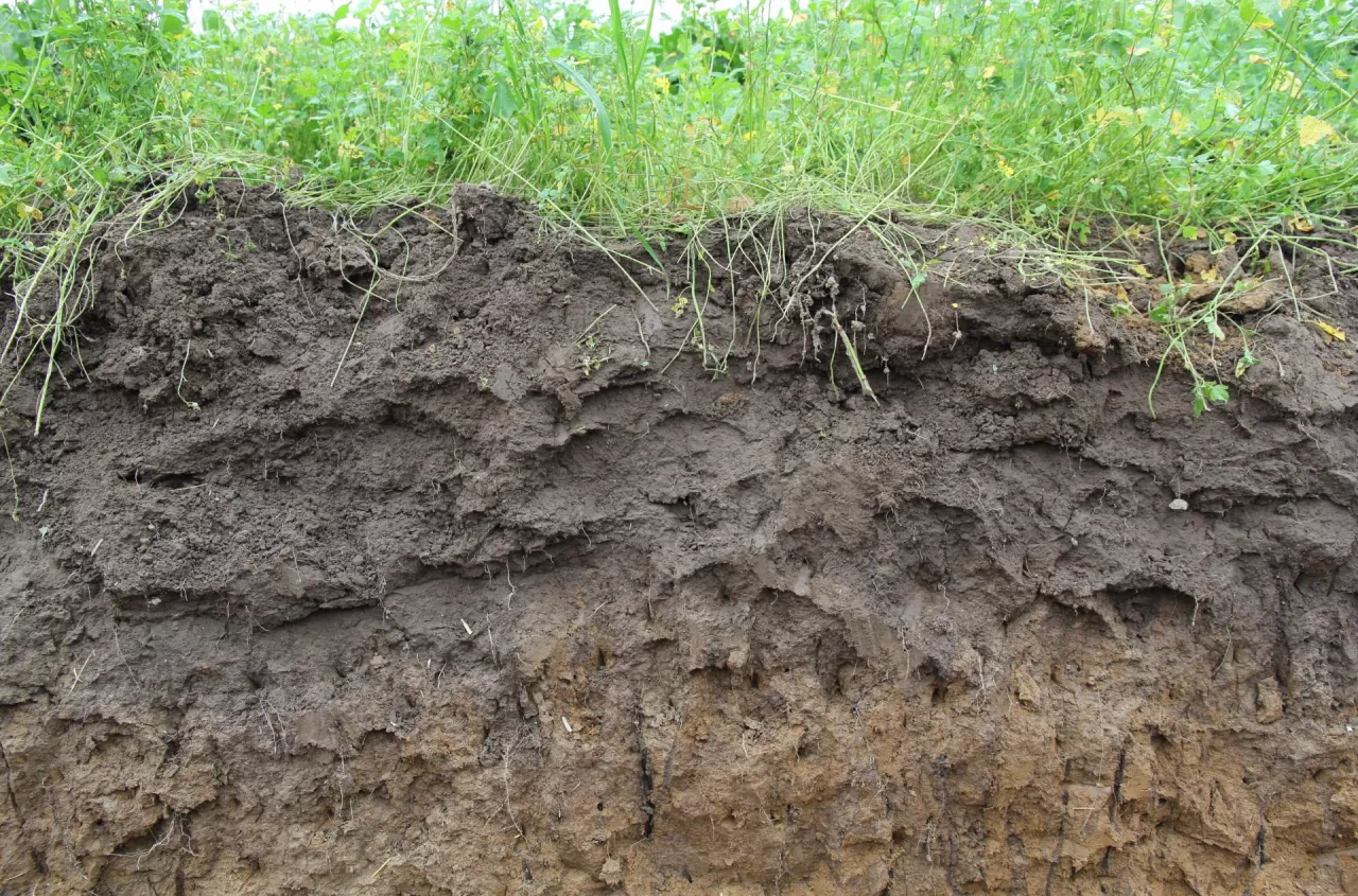Gleby Mineralna czy organiczna – jak ustalić rodzaj gleby?