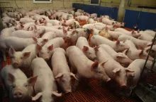 warchlaki na odchowalni