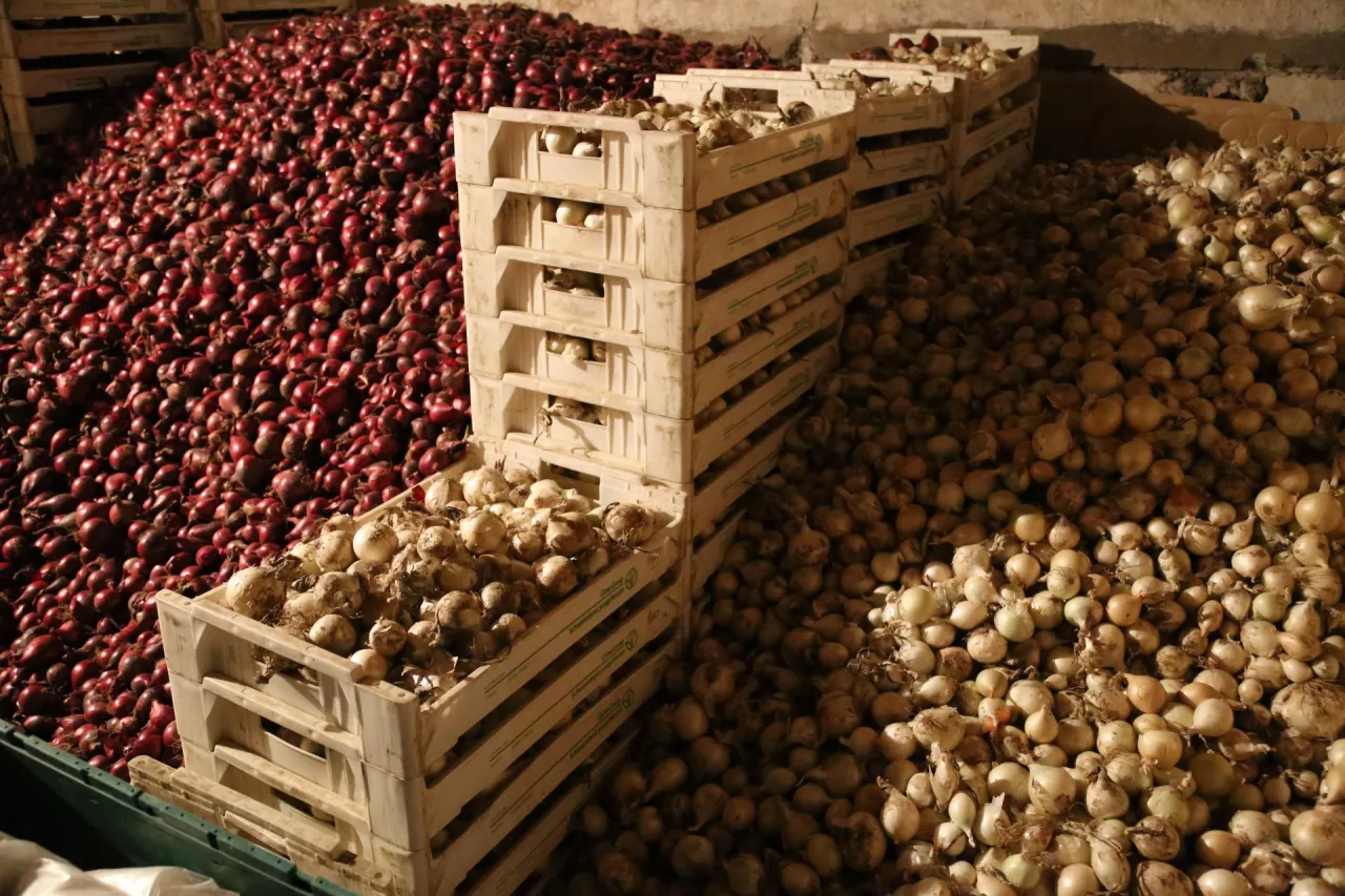 Cebula, import cebuli, magazyn cebula