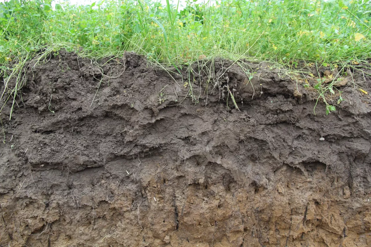 gleba, profil glebowy