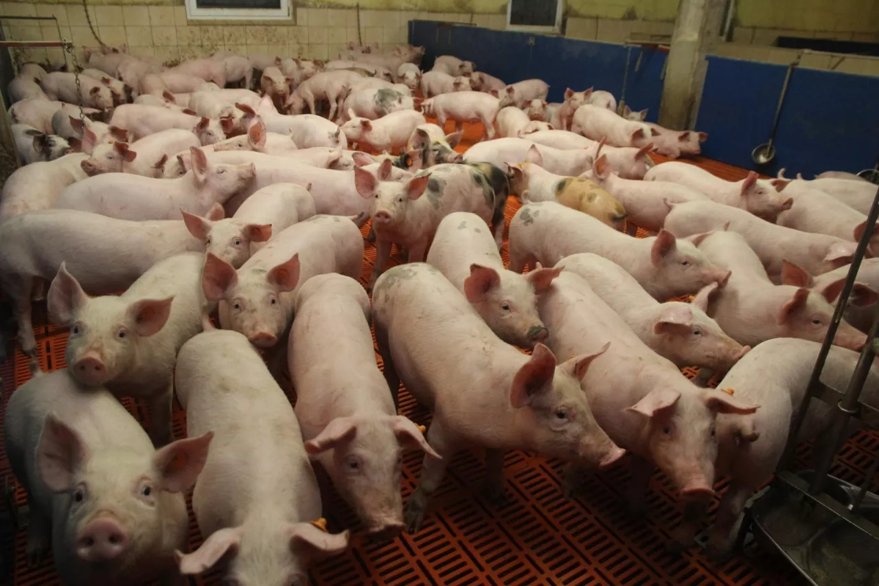 warchlaki na odchowalni