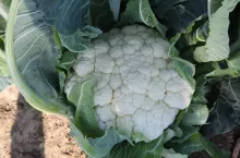 kalafior, uprawa kalafiora