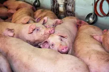 tuczniki, zagęszczenie