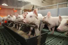 Żywienie prosiąt, na odchowalni