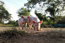 świnie na wolnym wybiegu