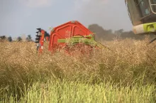 Rzepak spod hedera kombajnu